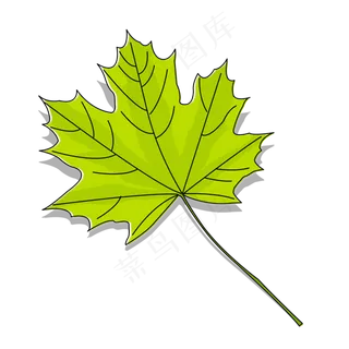 绿色枫叶叶子秋天立秋