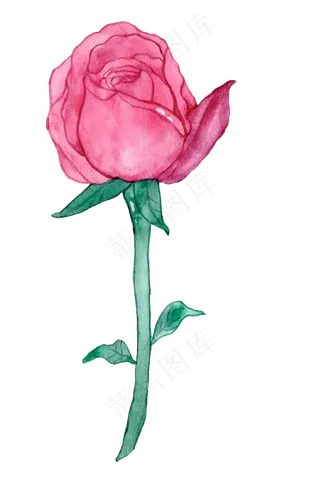 七夕情人节玫瑰花