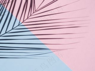 天蓝色和玫瑰色背景上的榕树叶影