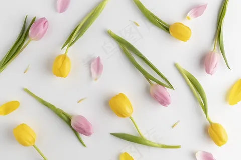 郁金香花花 郁金香花花