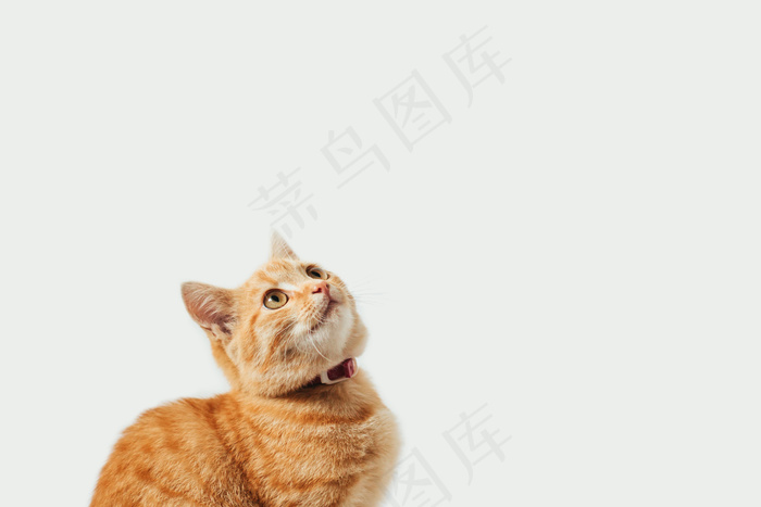 白色背景的姜黄色斑猫