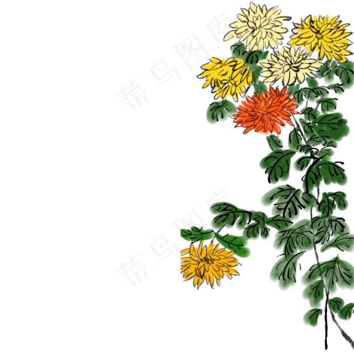中国风秋天的菊花免抠图(2000X2000(DPI:300))psd模版下载