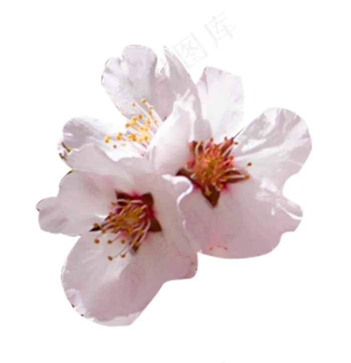 锦簇梅花(800X826(DPI:300))psd模版下载
