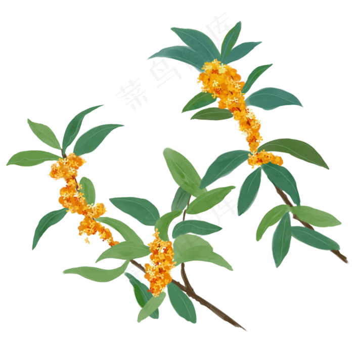 桂花树桂花手绘(2000X2000(DPI:300))psd模版下载