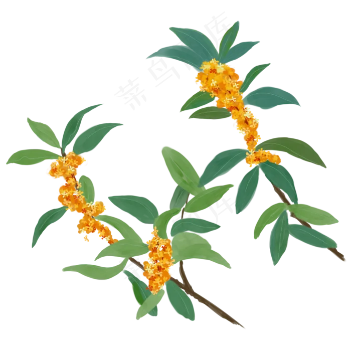 桂花树桂花手绘(2000X2000(DPI:300))psd模版下载