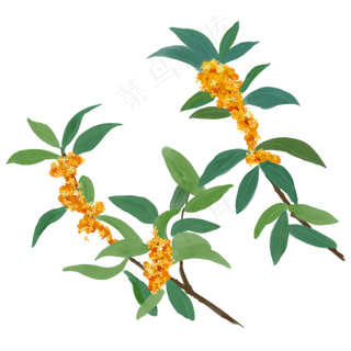 桂花树桂花手绘