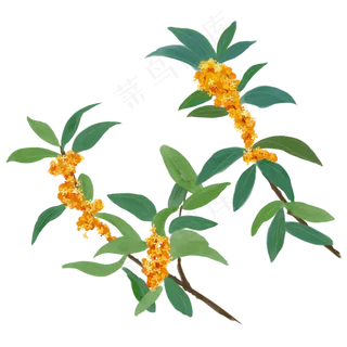 桂花树桂花手绘