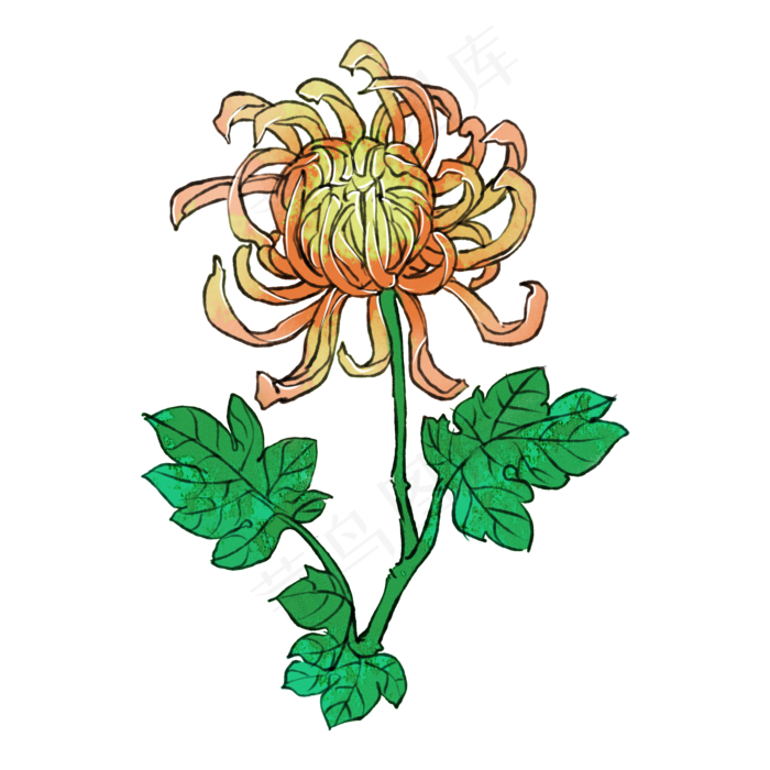 菊花重阳节花卉(2000X2000(DPI:300))psd模版下载