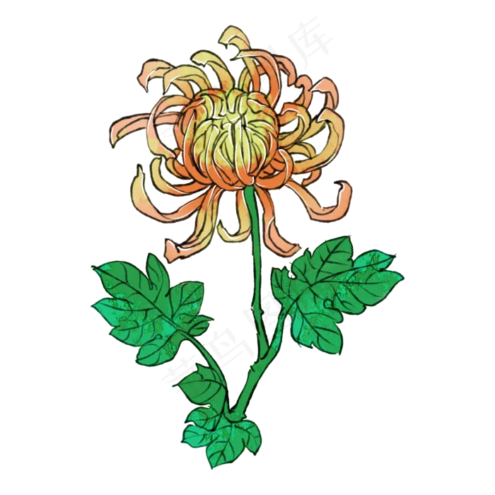 菊花重阳节花卉(2000X2000(DPI:300))psd模版下载
