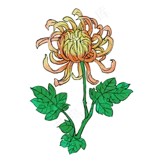 菊花重阳节花卉