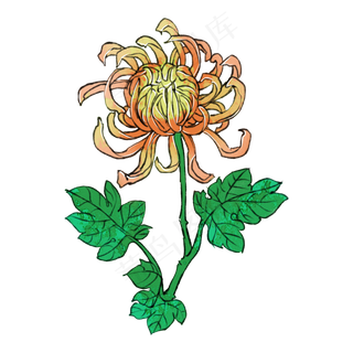 菊花重阳节花卉