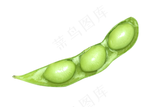 新鲜绿色蔬菜青豆