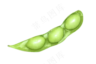 新鲜绿色蔬菜青豆