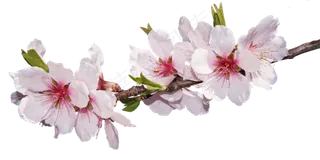 樱花开花植物免扣png