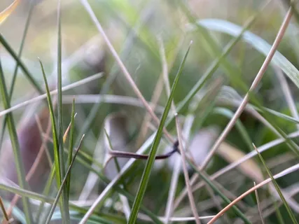 小草微距绿色阳光生态氧吧 小草微距绿色阳光生态氧吧