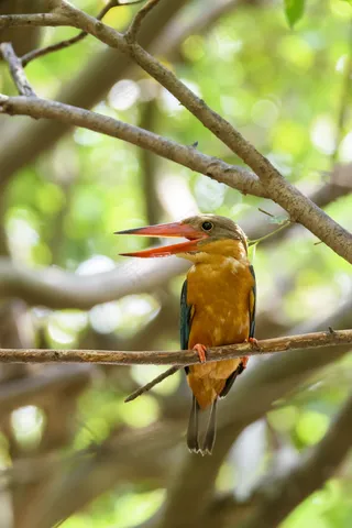 栖息在树枝上的鹳喙翠鸟，背景是绿色的圆柏，泰国