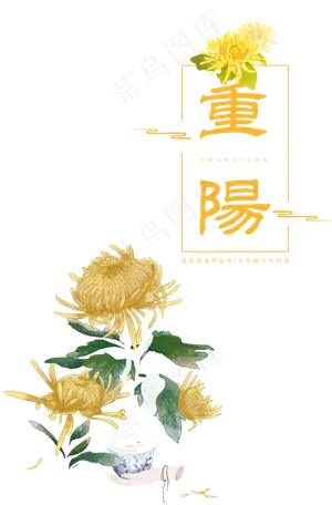 重阳菊花