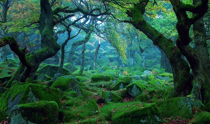 森林|树林|绿色森林 