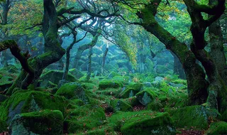 森林|树林|绿色森林 