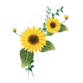 九九重阳节手绘黄色菊花免费下载