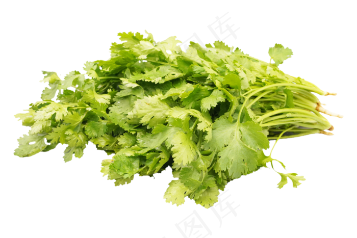 绿色蔬菜香菜(3000*2000px 300 dpi )