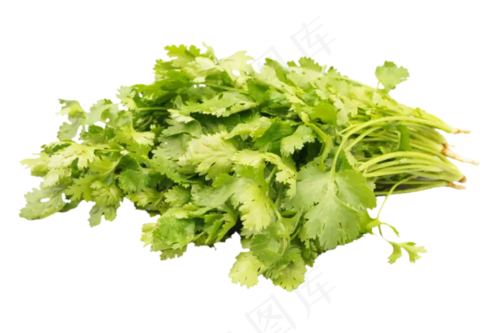 绿色蔬菜香菜(3000*2000px 300 dpi )