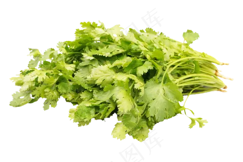 绿色蔬菜香菜 绿色蔬菜香菜