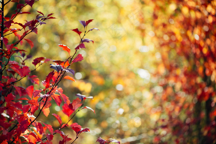 秋天的背景，阳光下的红叶。