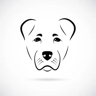 白色背景上的枪口 alabai 狗