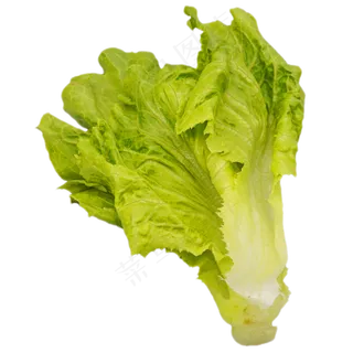 绿色生菜蔬菜