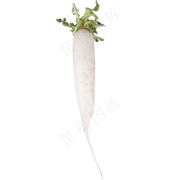 白色萝卜(2000*2000px 300 dpi )