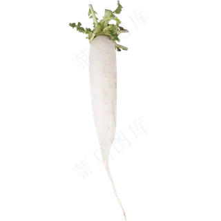 白色萝卜