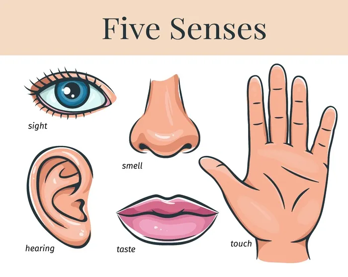 人类的五种感官，触觉、嗅觉、听觉、视觉、味觉。唇、耳、鼻、眼、手。eps,ai矢量模版下载