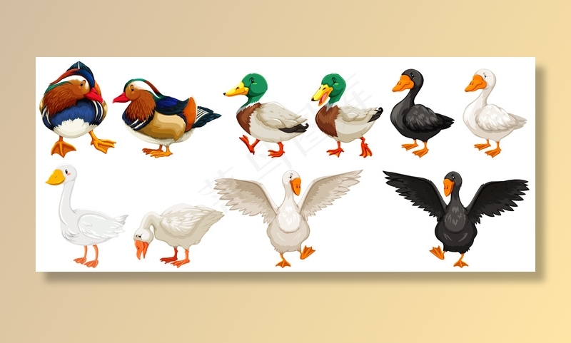 不同种类的鸭子和鹅插图