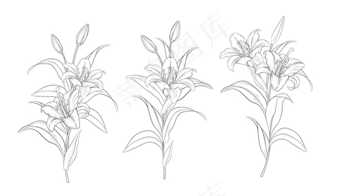 手绘美丽百合花束