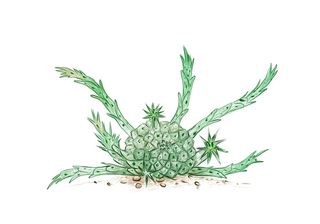 大戟属植物仙人掌的手绘草图