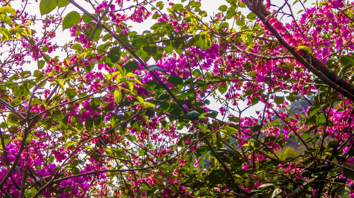 樱花摄影照片