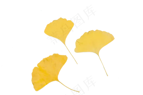 立秋黄色银杏叶