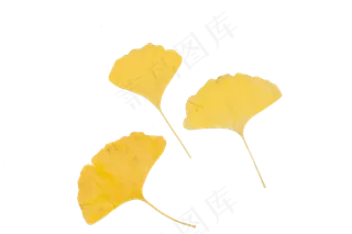 立秋黄色银杏叶