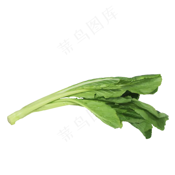 小白菜蔬菜(2333*2333px 300 dpi )