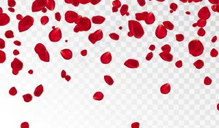 抽象背景与飘扬的红色玫瑰花瓣分离。矢量图解。玫瑰花瓣矢量图。