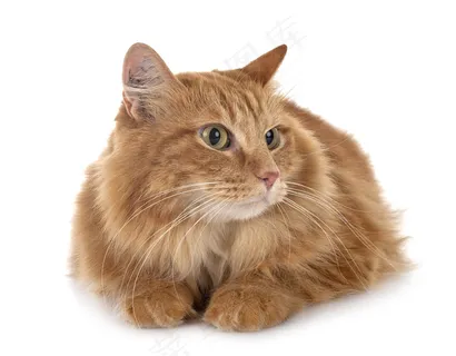 白色背景的毛茸茸的西伯利亚猫