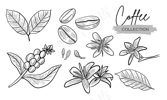 咖啡花草写实集