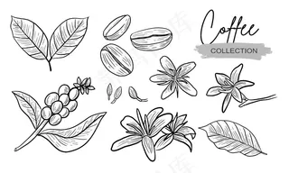 咖啡花草写实集