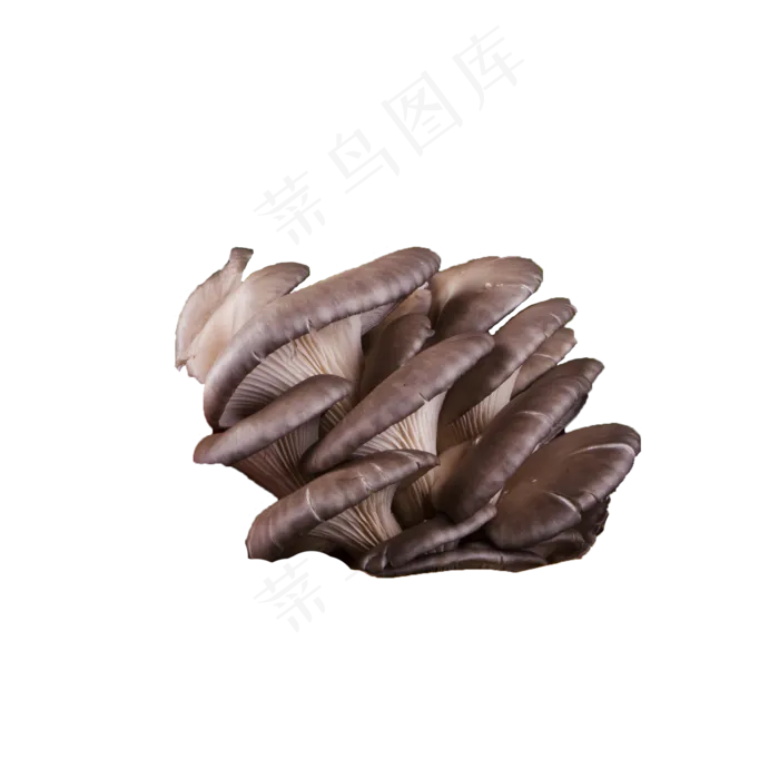 棕色蔬菜菌类香菇菇类鲜嫩多汁新(2000X2000(DPI:300))psd模版下载