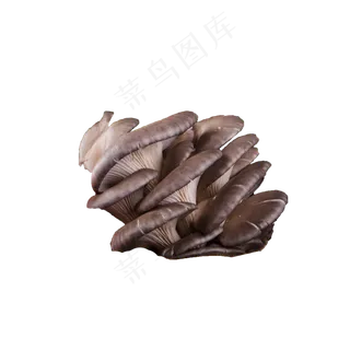 棕色蔬菜菌类香菇菇类鲜嫩多汁新