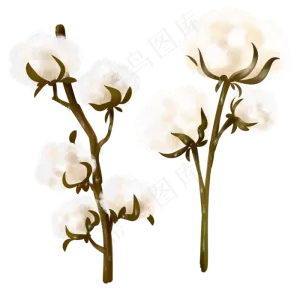 棉花棉絮