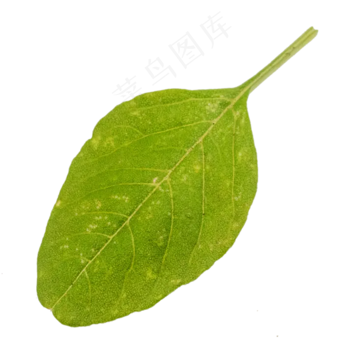 有机蔬菜菜叶子(2000*2000px 300 dpi )