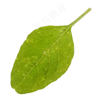 有机蔬菜菜叶子