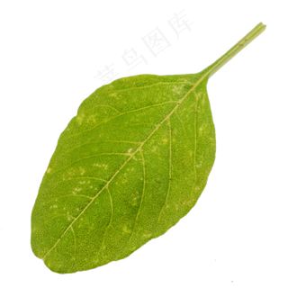 有机蔬菜菜叶子